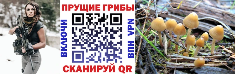 купить закладку Нариманов ссылка на мегу как войти Псилоцибиновые грибы GOLDEN TEACHER